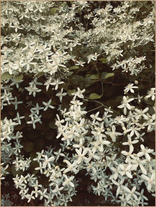 Sweet Autumn Clematis