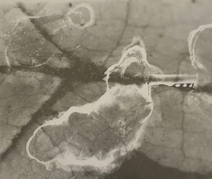 Anthropocene #5 by Emily Carrell, original photography