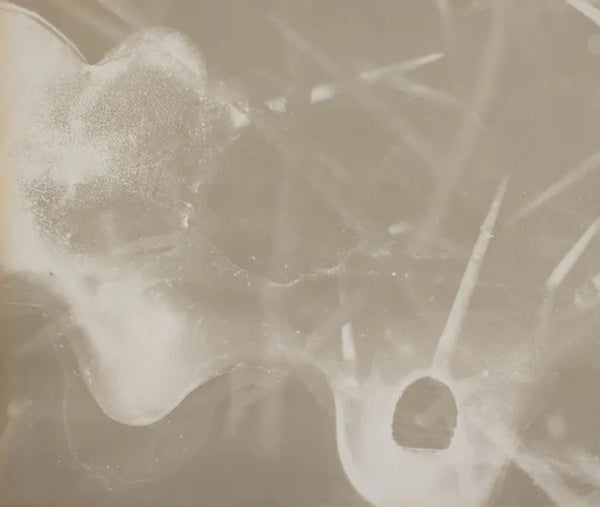 Anthropocene #3 by Emily Carrell