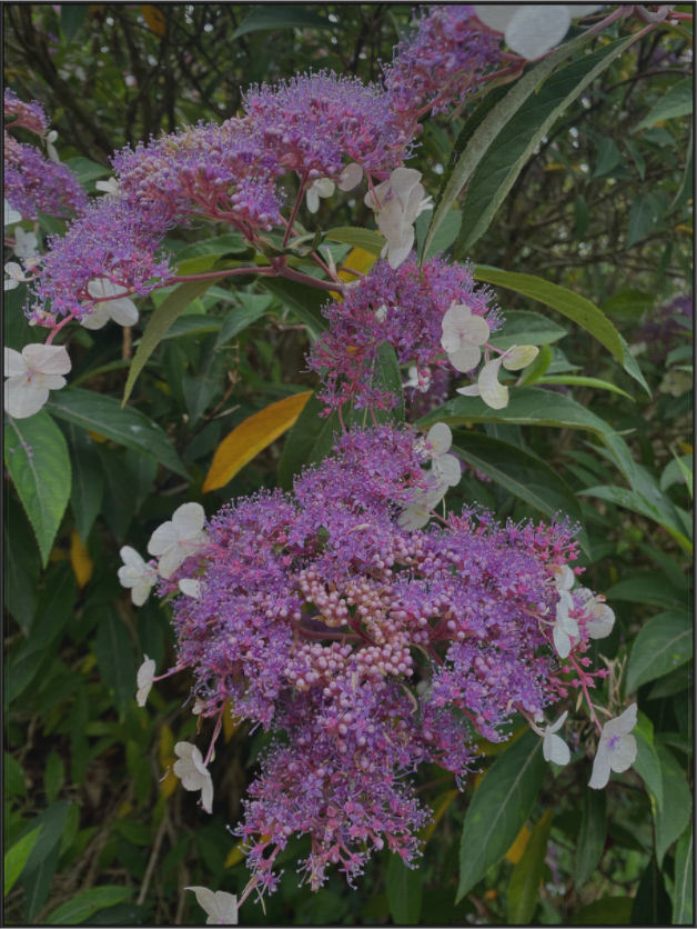Lilac Lacecap