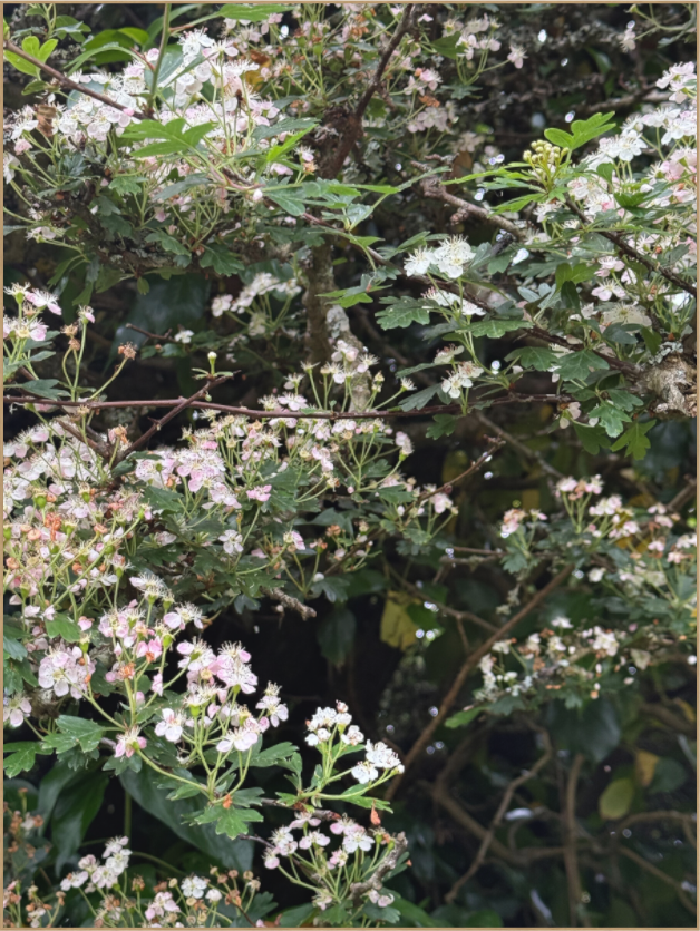 May Blossom