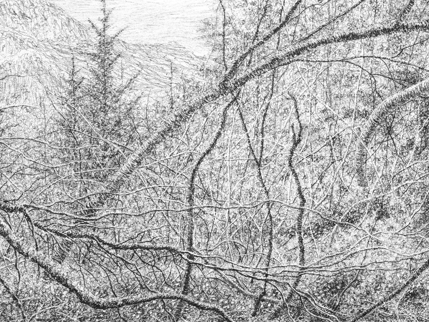 Below the World (Am Baile Mòr, Flowerdale Glen, Scotland), 2024 by Blake Milteer