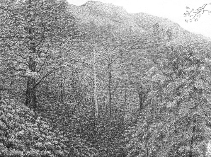 Remnants – (Coille na Glas Leitire, Beinn Eighe NNR, Scotland), 2024 by Blake Milteer