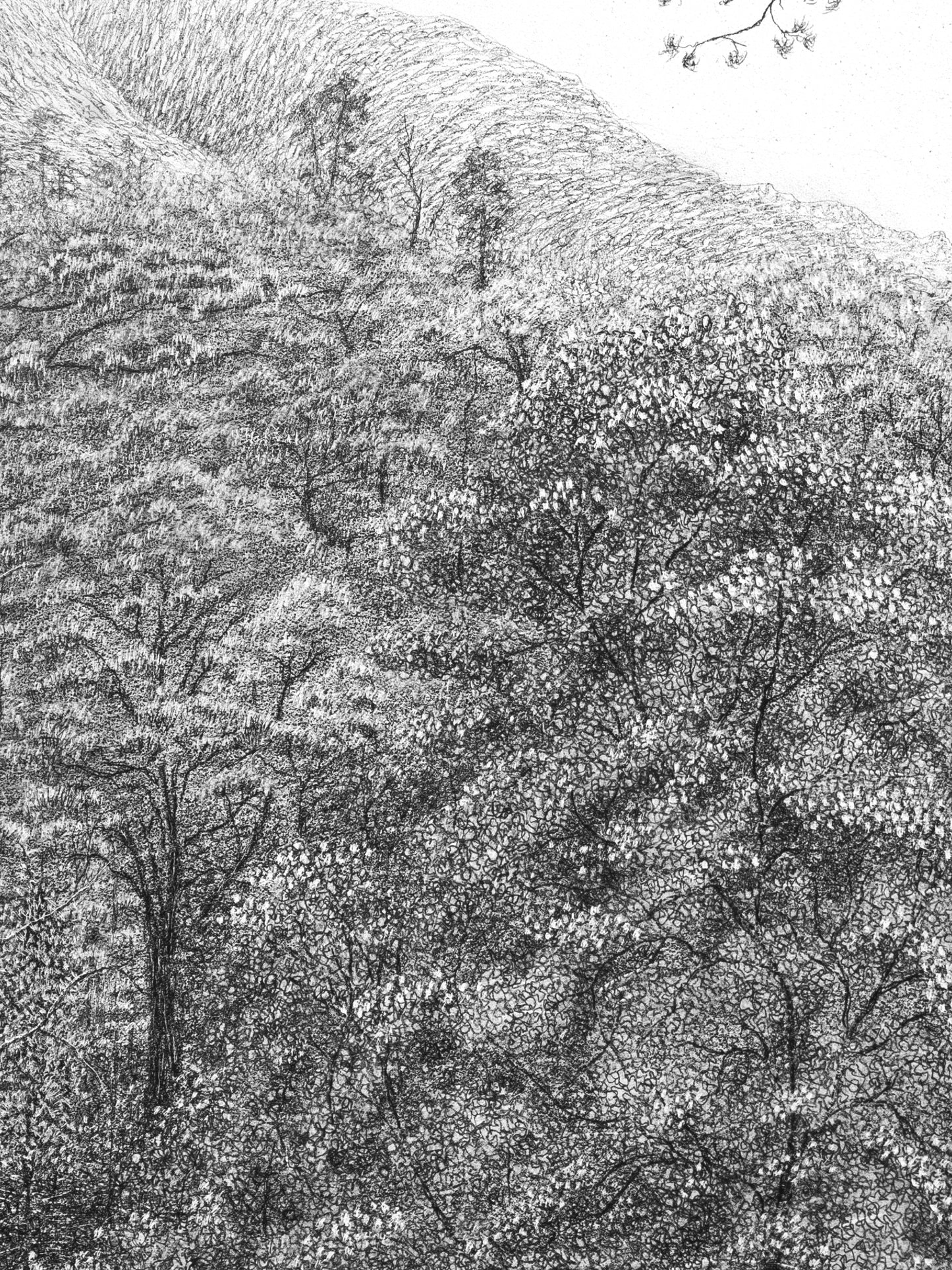 Remnants – (Coille na Glas Leitire, Beinn Eighe NNR, Scotland), 2024 by Blake Milteer