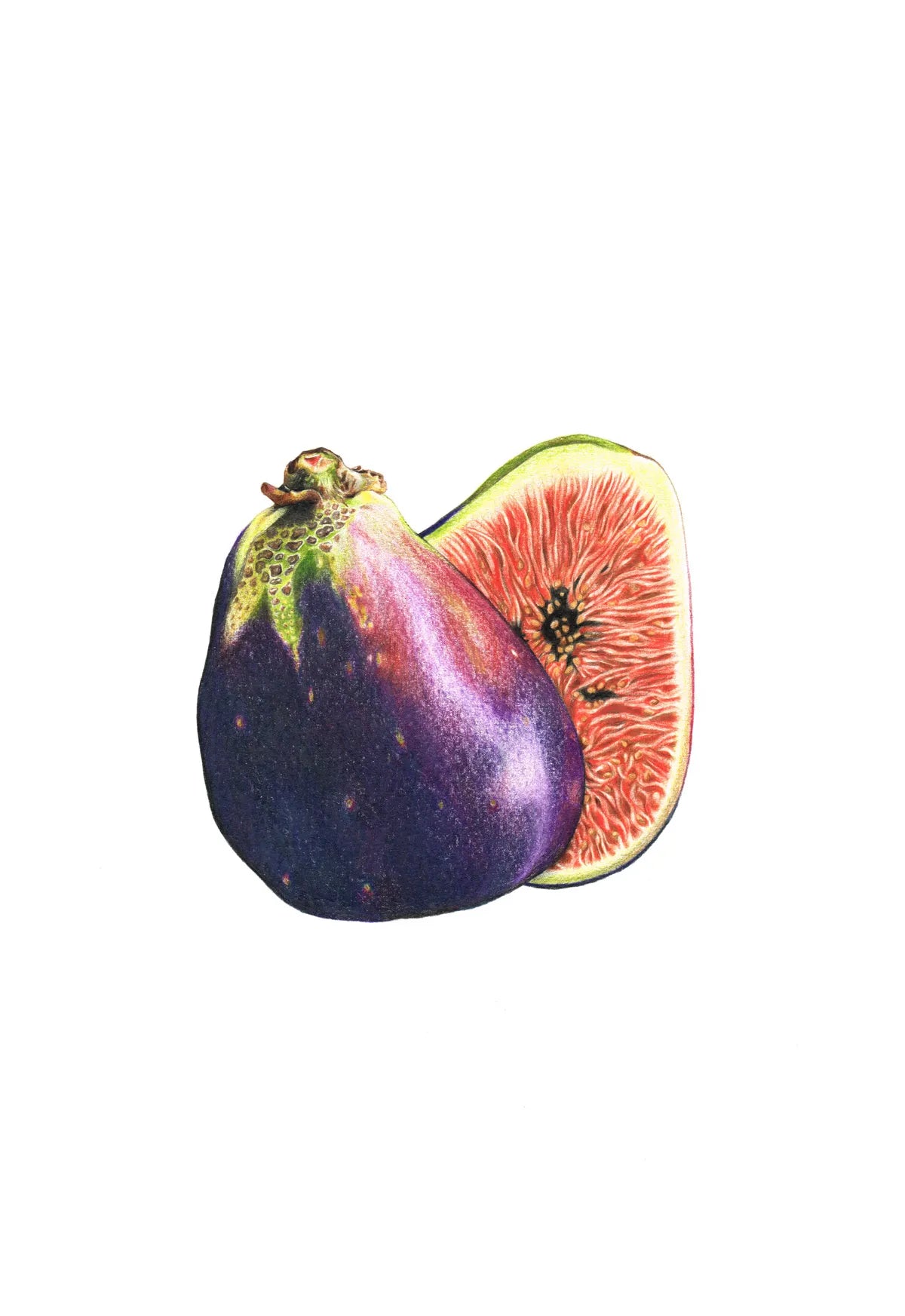 Fig by Theresa Reilly-Cooper