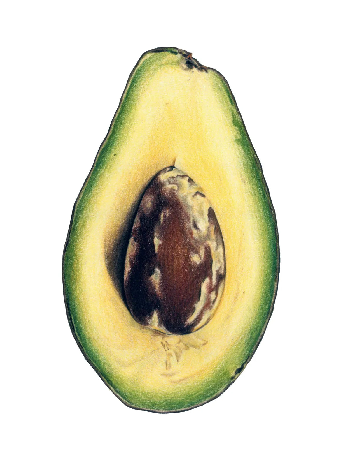 Avocado by Theresa Reilly-Cooper