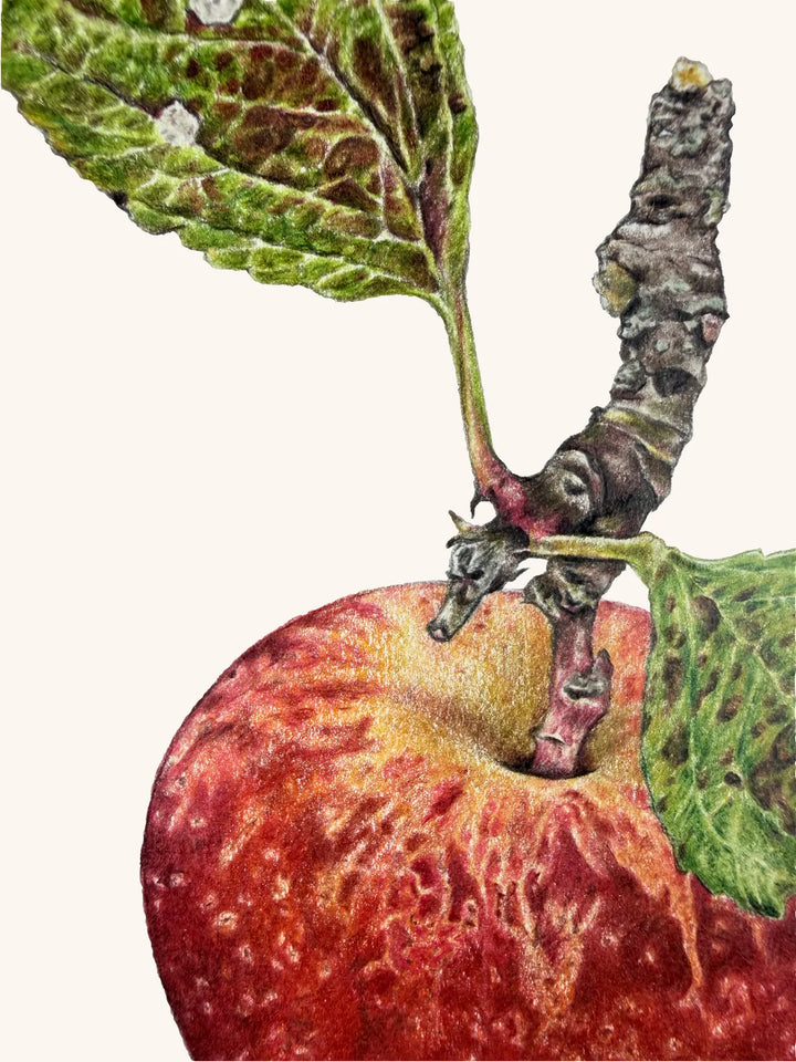 Kidd’s Orange Red Apple by Theresa Reilly-Cooper