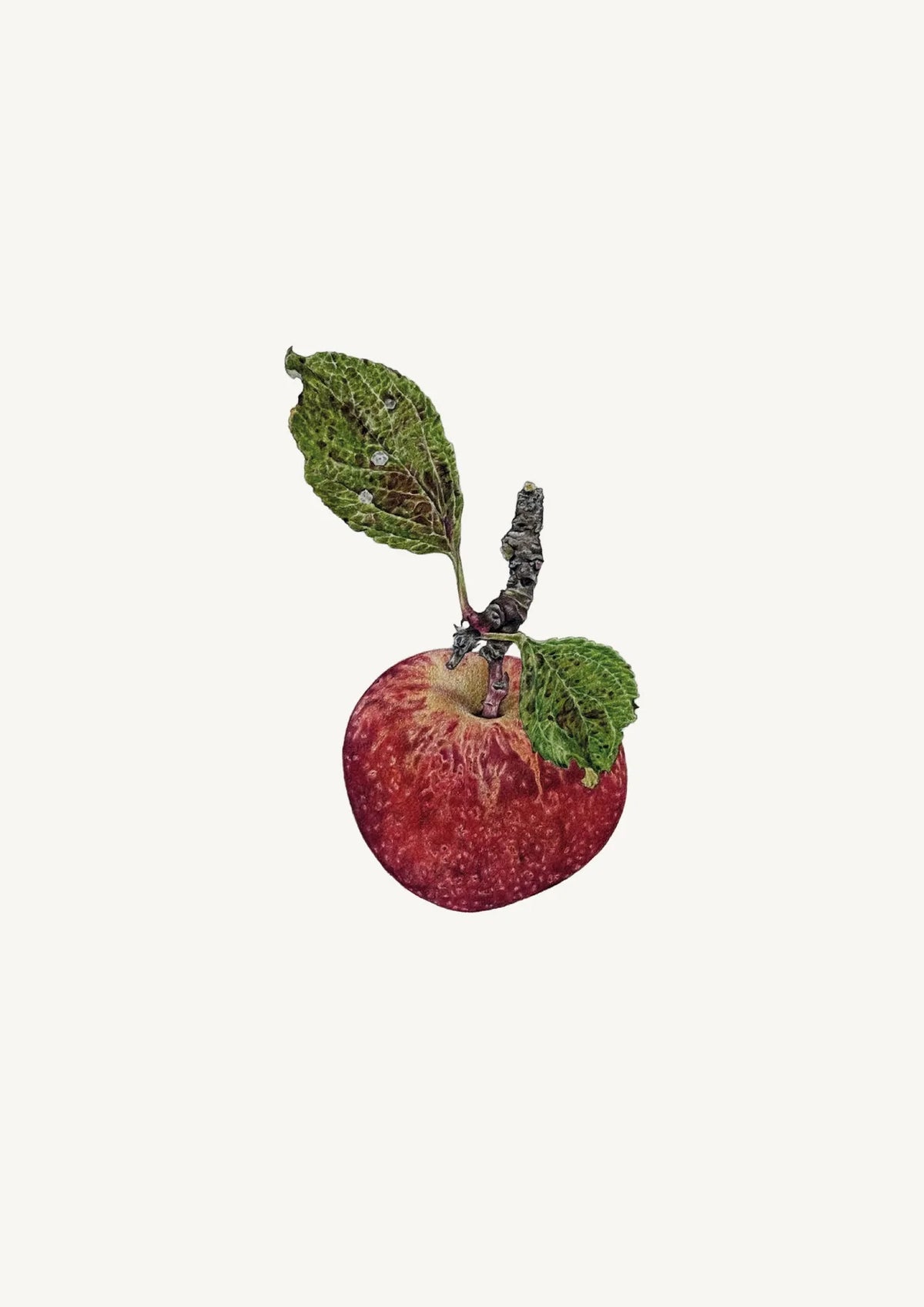 Kidd’s Orange Red Apple by Theresa Reilly-Cooper