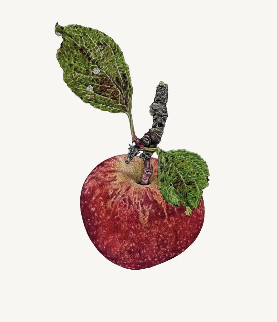 Kidd’s Orange Red Apple, Theresa Reilly-Cooper