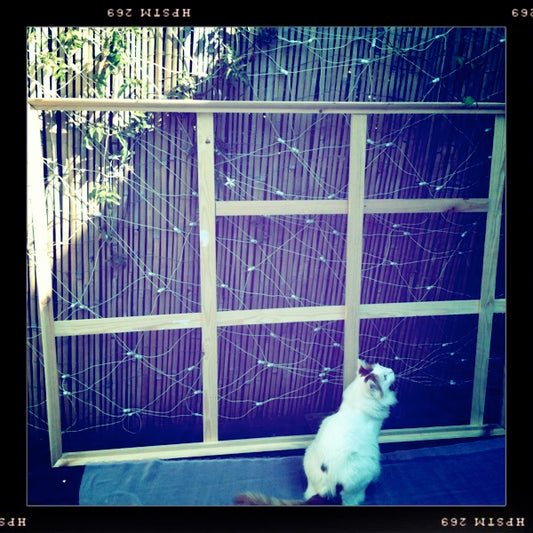 Window into the world of Rebecca Fontaine-Wolf...