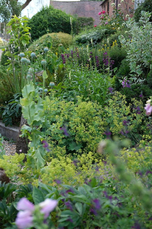 The Front Borders in Summer ’26 by Sian Egan