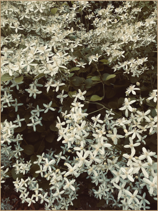 Main image Sweet Autumn Clematis