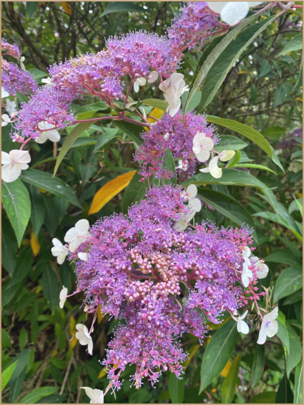 Main image Lilac Lacecap