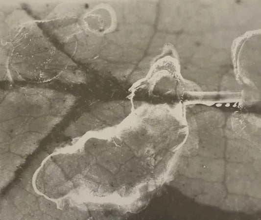Anthropocene #5 by Emily Carrell, original photography