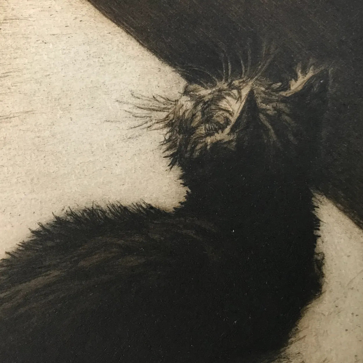 Curious Wilf by Helen Fay