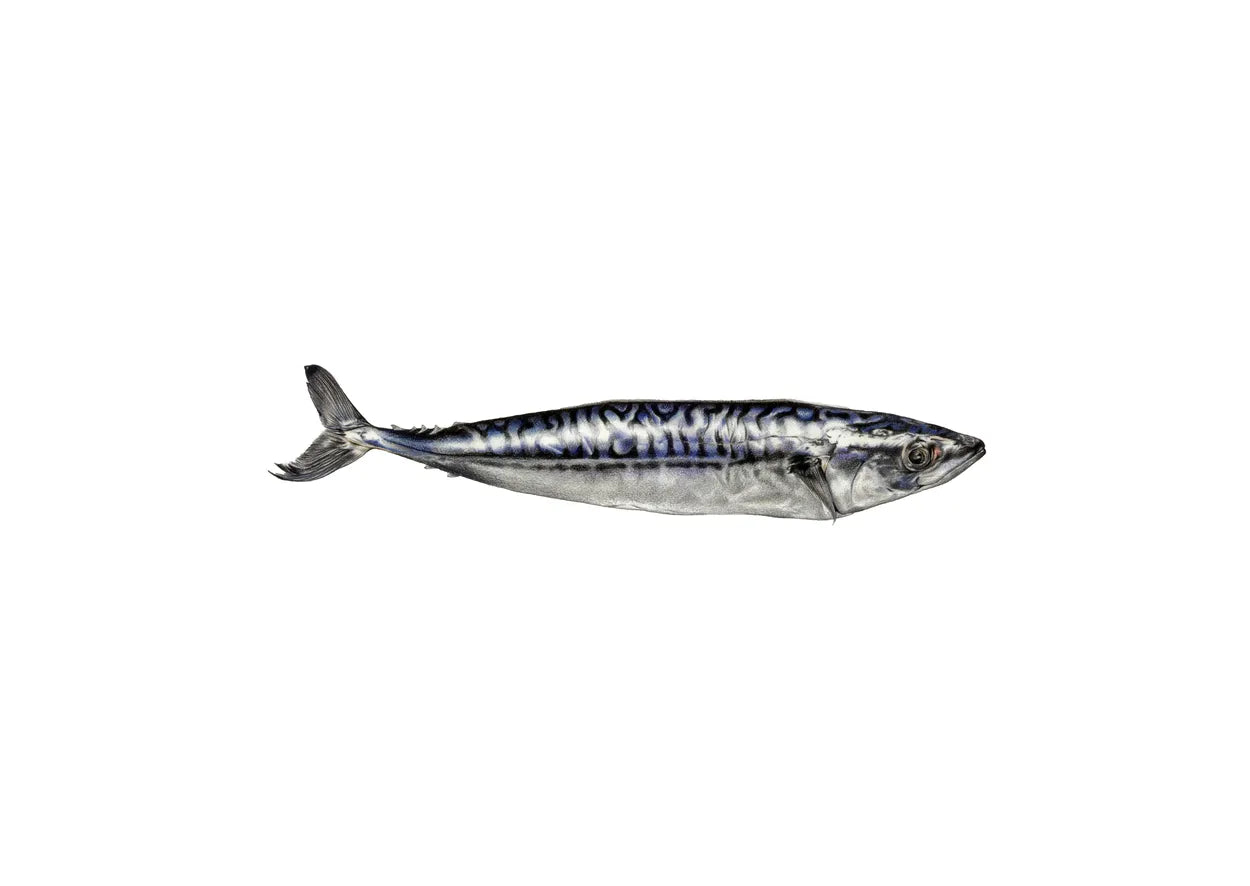 Mackerel by Theresa Reilly-Cooper