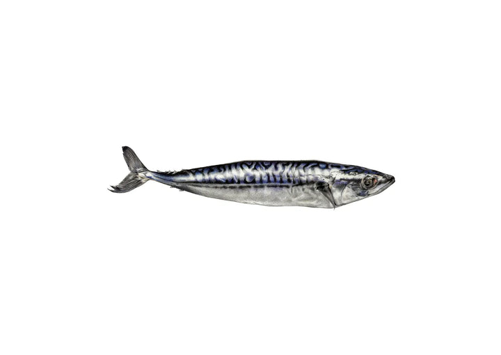 Mackerel by Theresa Reilly-Cooper