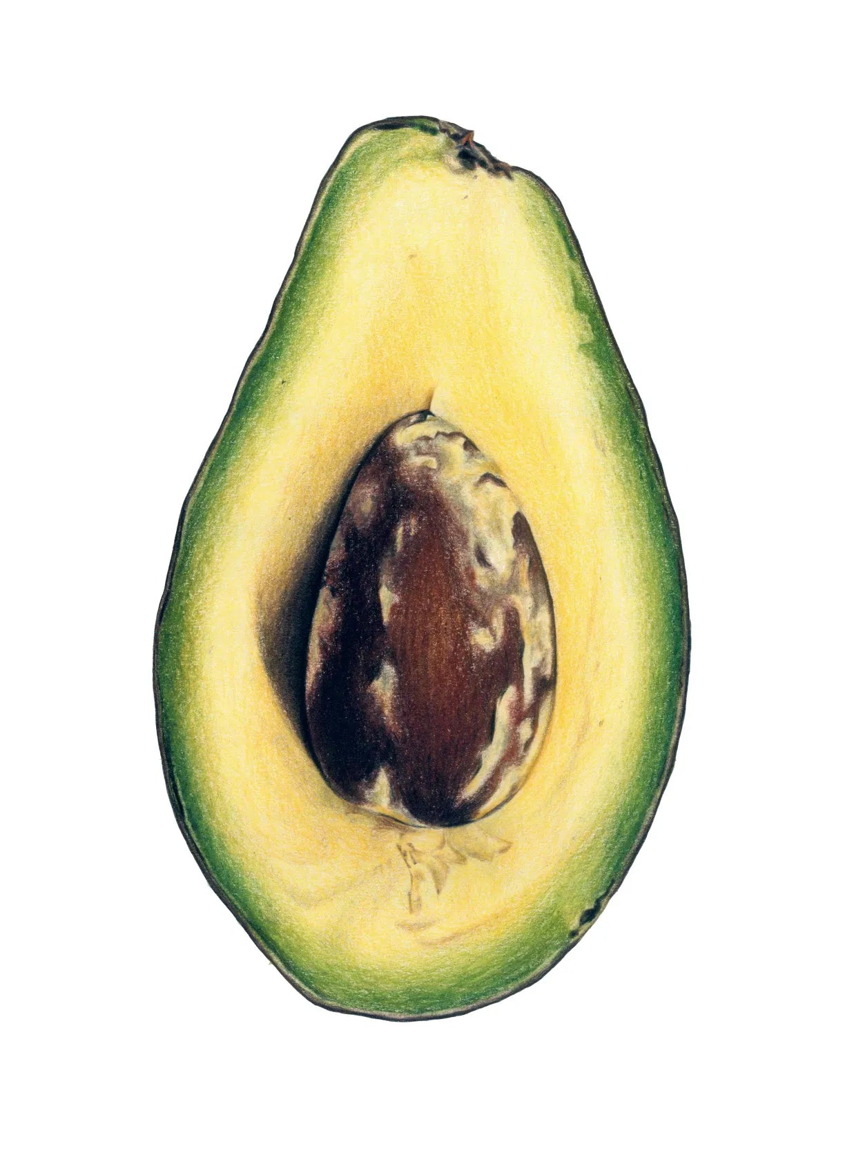 Avocado by Theresa Reilly-Cooper