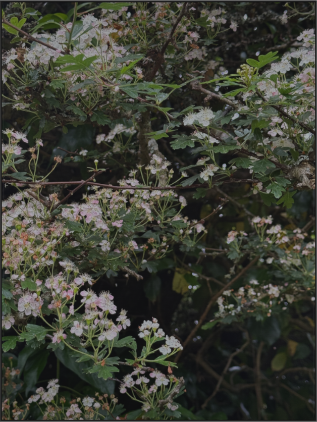 Main image May Blossom
