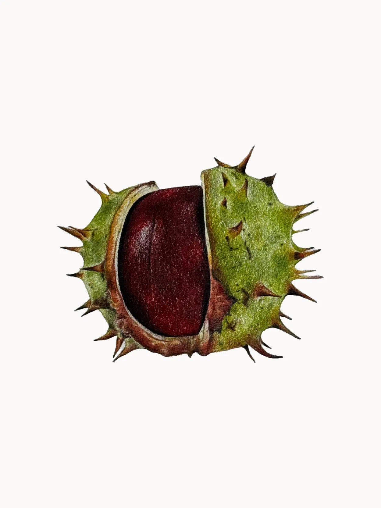 Conker by Theresa Reilly-Cooper