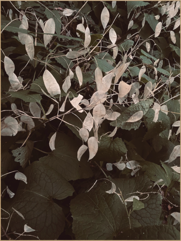 Main image Perennial Honesty