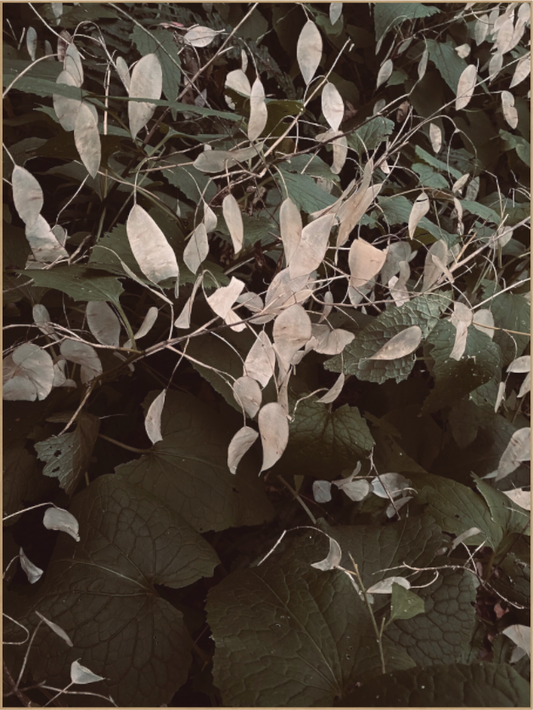 Main image Perennial Honesty