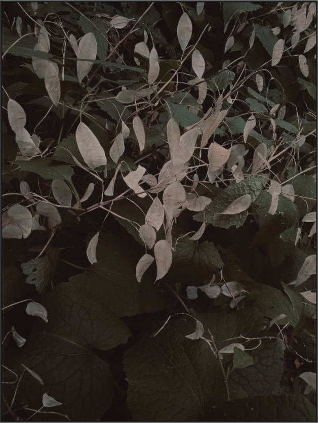 Main image Perennial Honesty