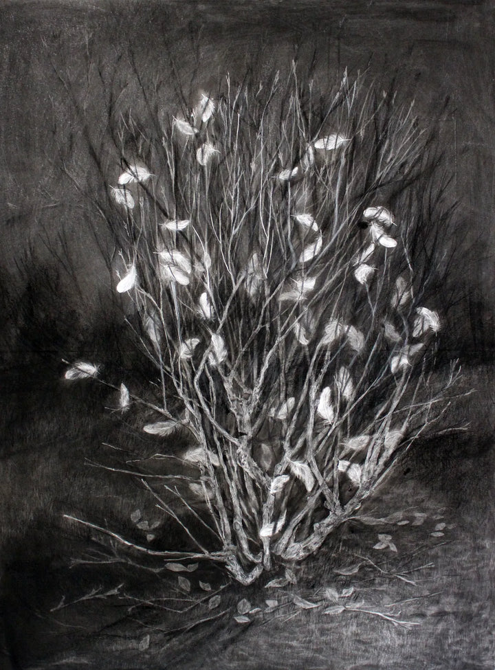 Feathers by Zuzanna Salamon
