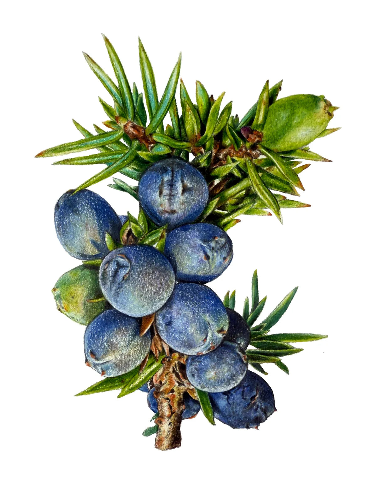 Juniper Berries by Theresa Reilly-Cooper