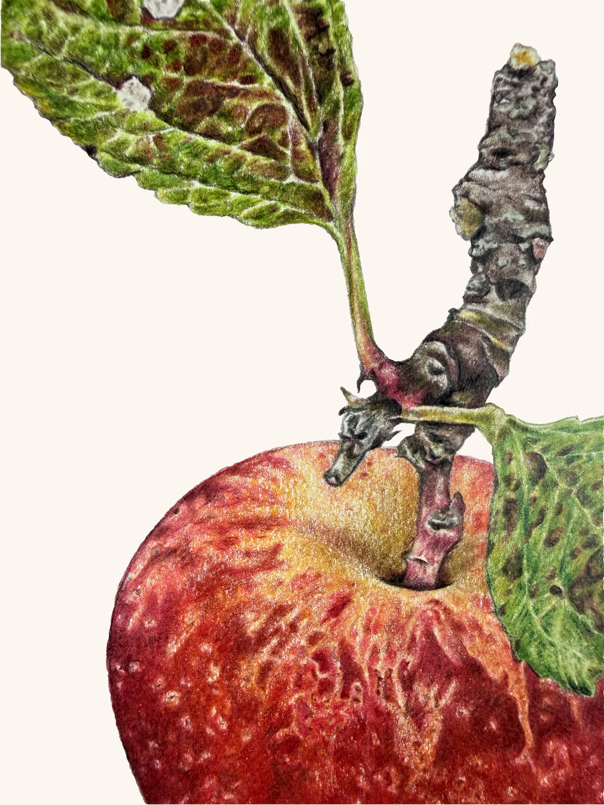 Kidd’s Orange Red Apple by Theresa Reilly-Cooper