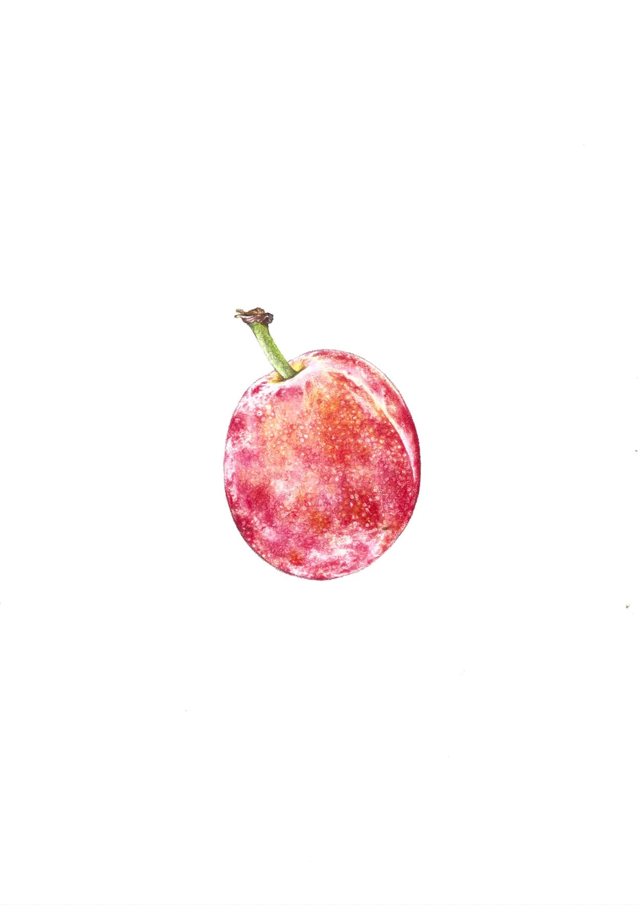 Plum by Theresa Reilly-Cooper