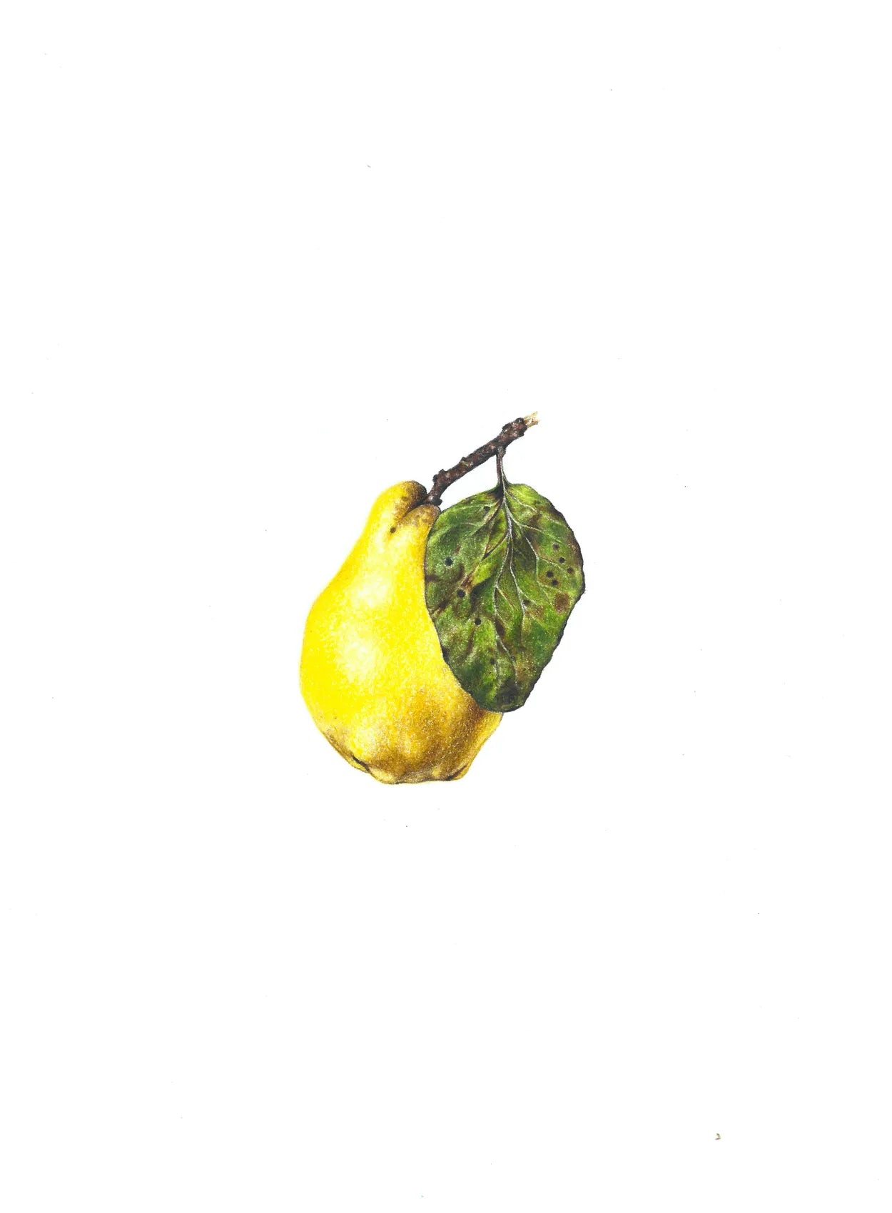 Quince by Theresa Reilly-Cooper