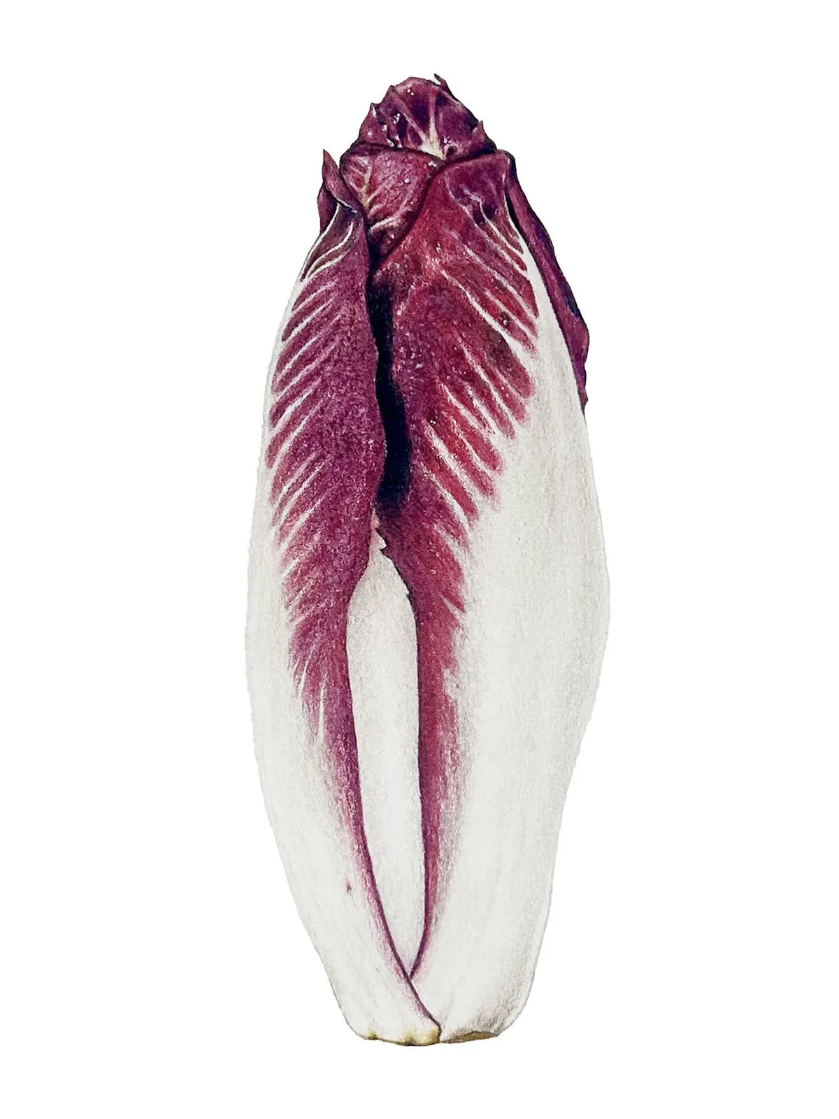 Radicchio by Theresa Reilly-Cooper