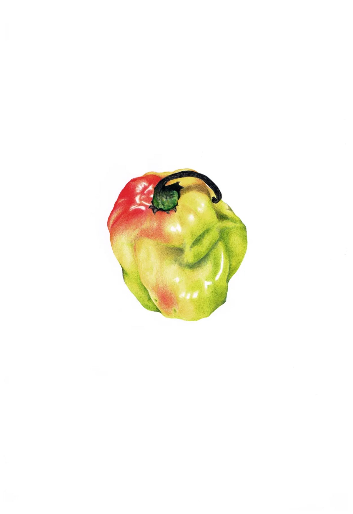 Scotch Bonnet by Theresa Reilly-Cooper
