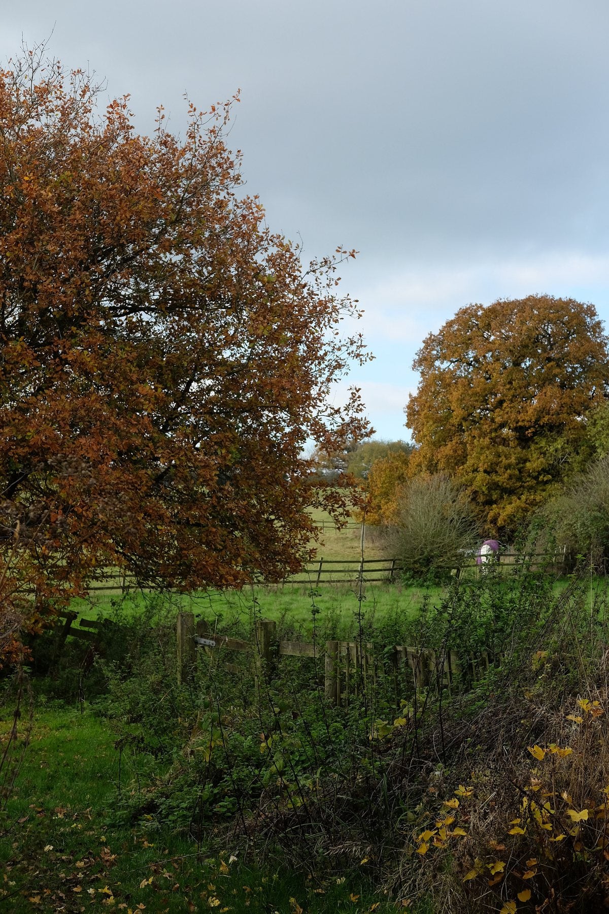 Autumn ’24 by Sian Egan