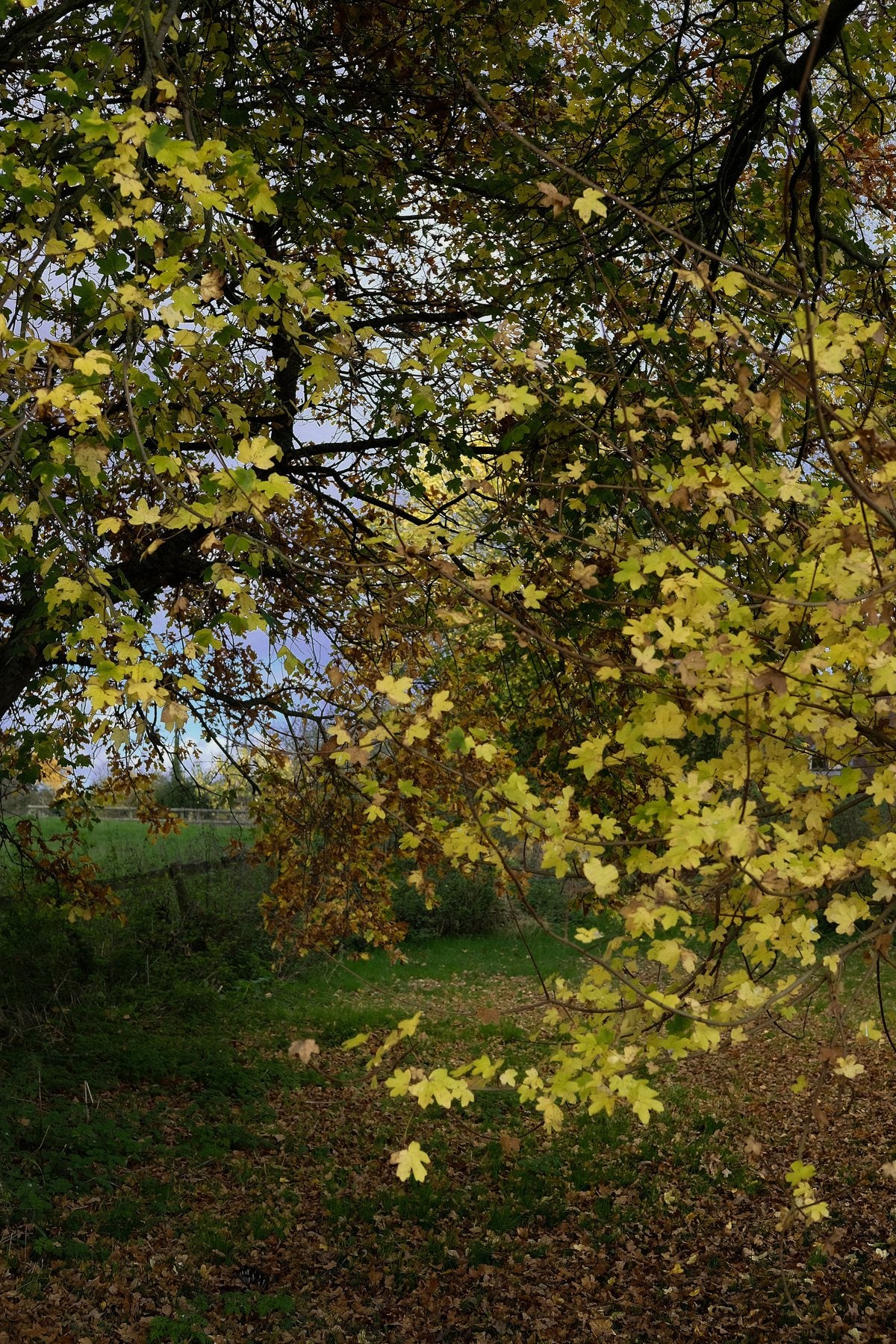 Autumn ’24 by Sian Egan