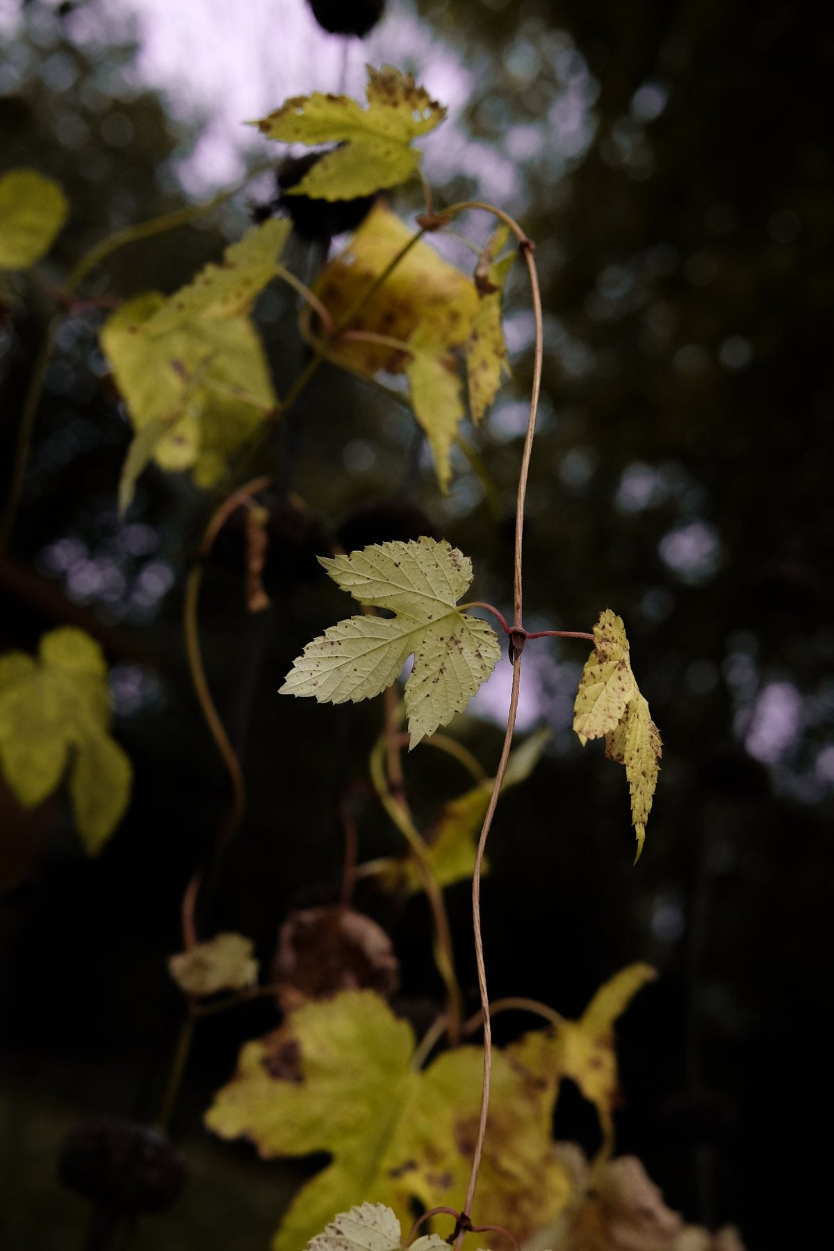 Autumn ’24 by Sian Egan
