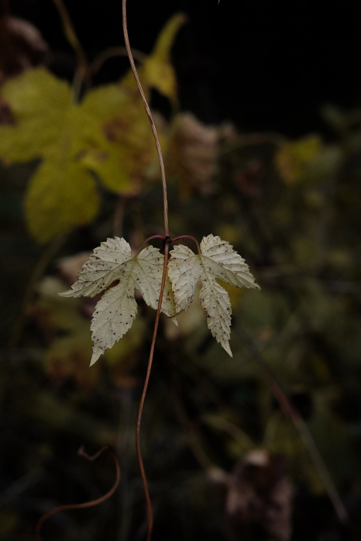 Autumn ’24 by Sian Egan