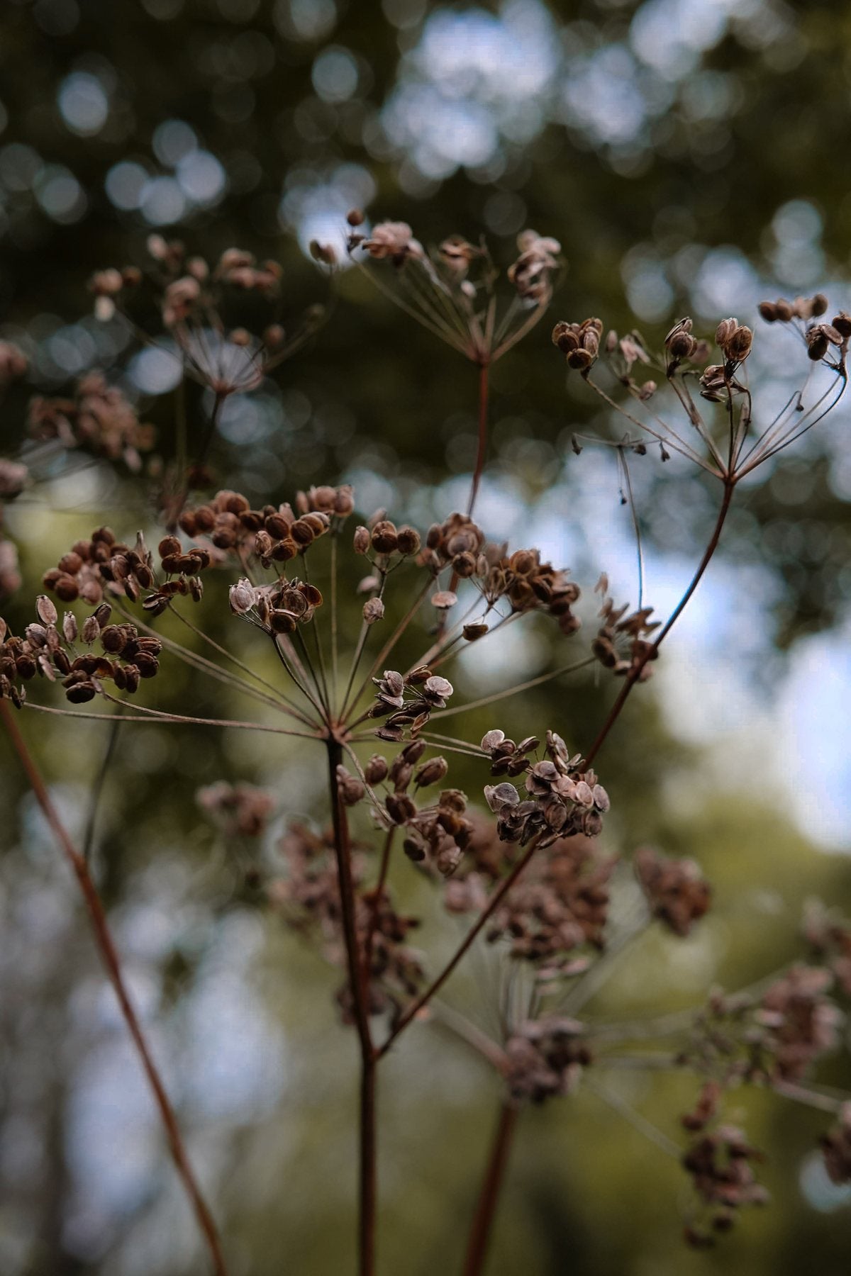 Autumn ’24 by Sian Egan