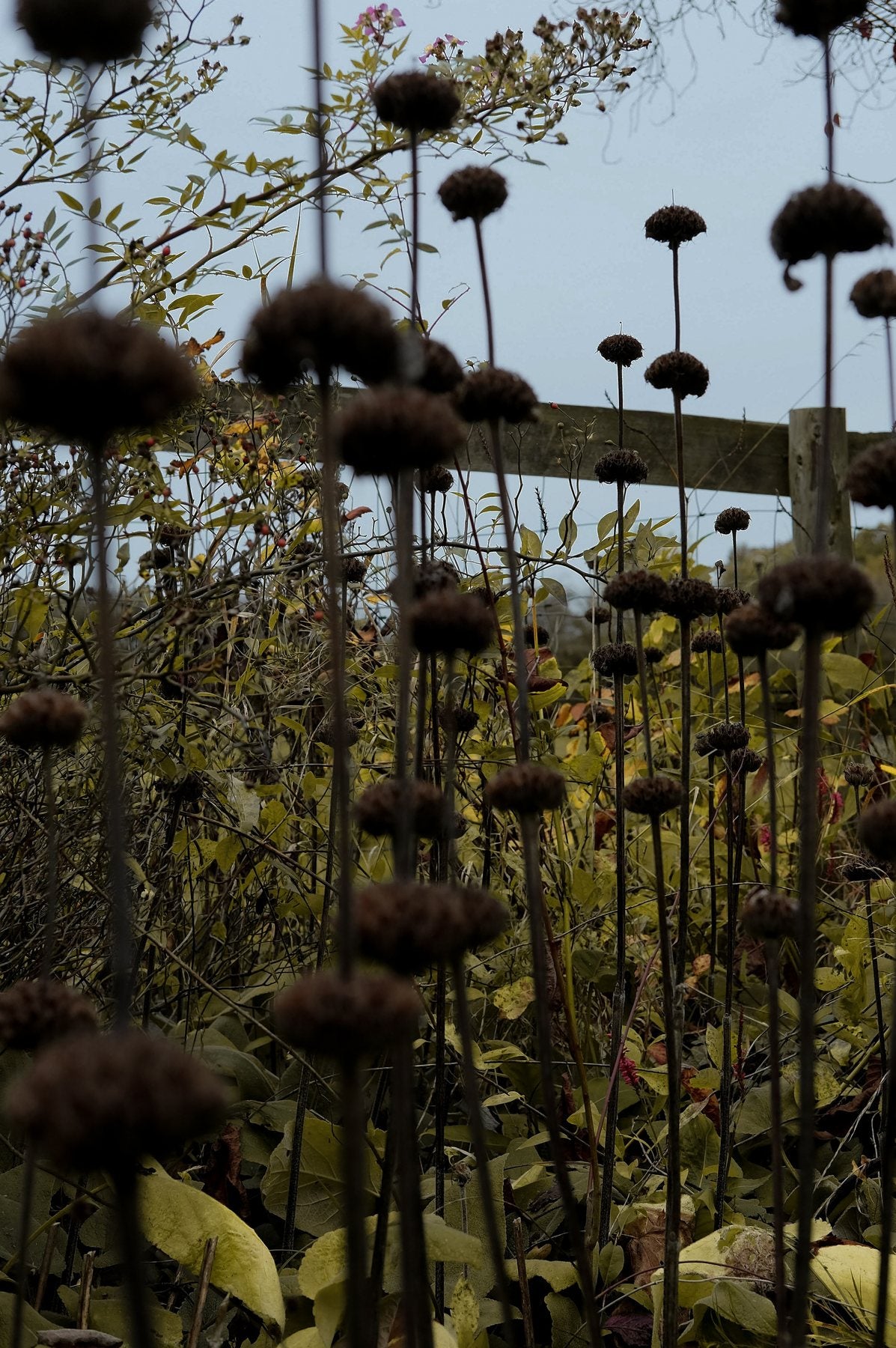 Autumn ’24 by Sian Egan