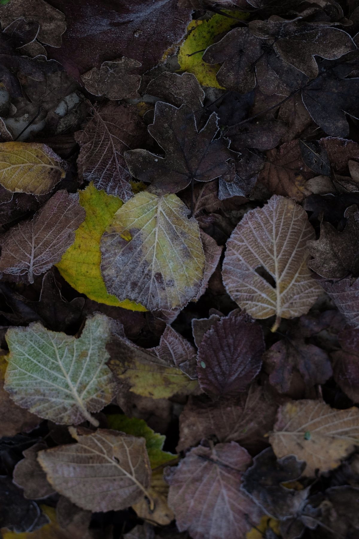 Autumn ’24 by Sian Egan
