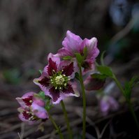 For the Love of Hellebores by Sian Egan