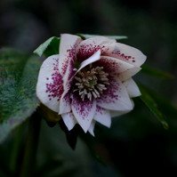 For the Love of Hellebores by Sian Egan