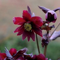 For the Love of Hellebores by Sian Egan