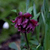 For the Love of Hellebores by Sian Egan