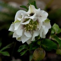 For the Love of Hellebores by Sian Egan