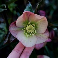 For the Love of Hellebores by Sian Egan
