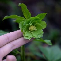 For the Love of Hellebores by Sian Egan