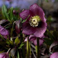For the Love of Hellebores by Sian Egan
