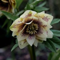 For the Love of Hellebores by Sian Egan